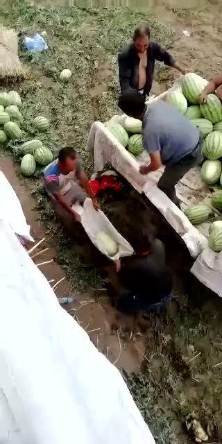 吃瓜会容易拉屎吗视频,揭秘吃瓜与肠道反应的惊人关系