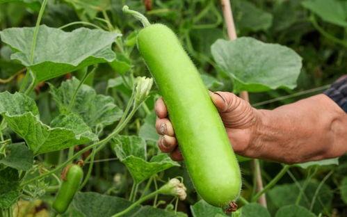 鸡长期吃瓠瓜好吗视频讲解,长期喂食瓠瓜对鸡的健康影响解析