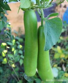 鸡长期吃瓠瓜好吗视频讲解,长期喂食瓠瓜对鸡的健康影响解析