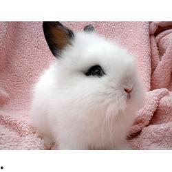 宠物兔吃瓜视频播放平台,宠物兔吃瓜视频走红网络，萌态可掬引网友热议