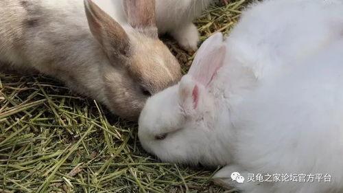 宠物兔吃瓜视频播放平台,宠物兔吃瓜视频走红网络，萌态可掬引网友热议