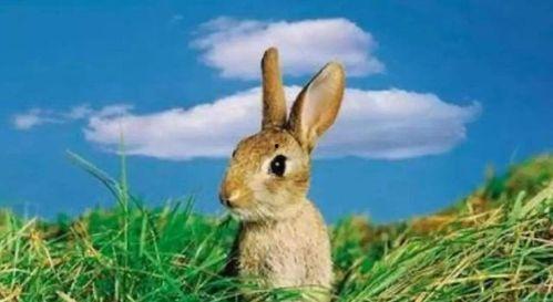 宠物兔吃瓜视频播放平台,宠物兔吃瓜视频走红网络，萌态可掬引网友热议