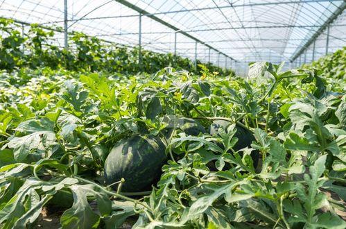 农村吃瓜视频素材,趣味视频集锦