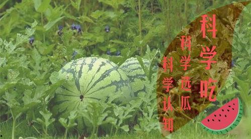 学做吃瓜群众视频大全,视频大全带你轻松入门