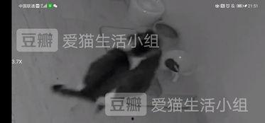 过年回家吃瓜视频大全集,年度吃瓜视频大全集回顾