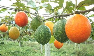 吊瓜能不能熬粥吃呀视频,探索新型食材的烹饪奥秘