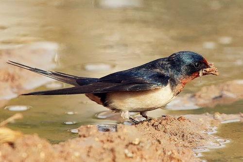 小燕子吃瓜视频,揭秘娱乐圈幕后故事