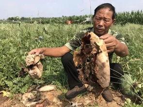 泽州新闻吃瓜事件视频最新,揭秘背后真相与网络舆论风暴