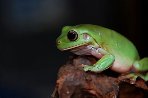 绿头蛙吃瓜视频大全,趣味横生的生态奇观