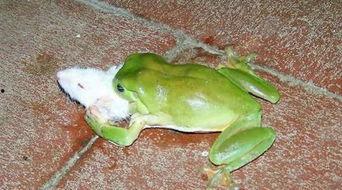 绿头蛙吃瓜视频大全,趣味横生的生态奇观