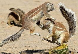 松鼠摄影师吃瓜视频大全,萌态百出视频大全