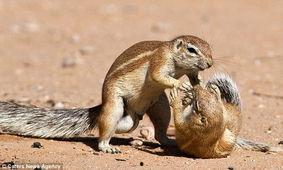 松鼠摄影师吃瓜视频大全,萌态百出视频大全