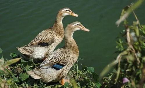 早鸭吃瓜的视频,揭秘娱乐圈幕后故事