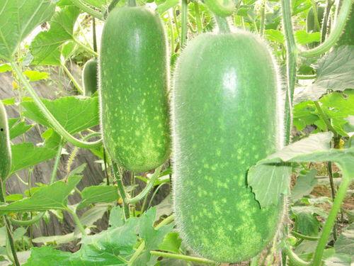 松滋吃瓜视频大全,趣味横生的乡村生活缩影