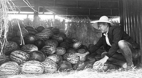 东乡吃瓜群众事件视频,一场网络视频引发的舆论风暴