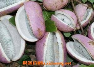 贵妃吃八月瓜视频播放,揭秘八月瓜的美味之旅