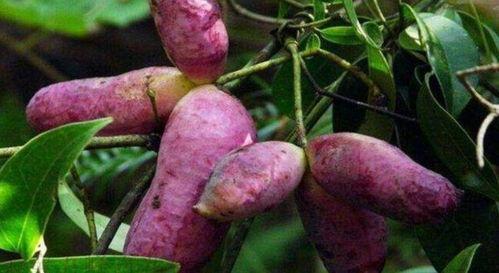 贵妃吃八月瓜视频播放,揭秘八月瓜的美味之旅