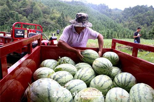 镇平县魏湾吃瓜视频,一场夏日里的欢乐盛宴