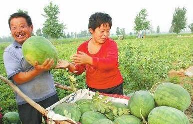 镇平县魏湾吃瓜视频,一场夏日里的欢乐盛宴