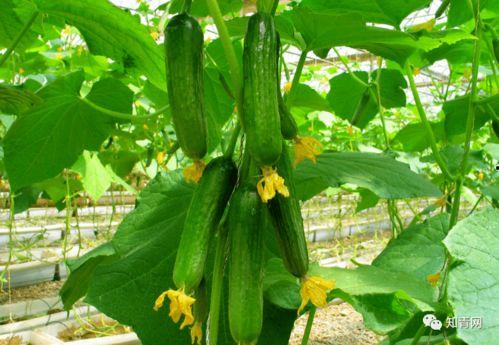 网上吃瓜视频怎么找博雅,从吃瓜视频看网络舆论风向标