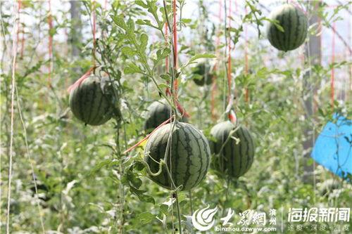 红桃吃瓜视频,揭秘娱乐圈幕后真相