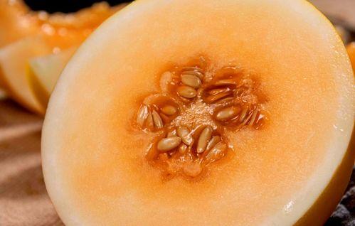 吃民勤沙漠蜜瓜视频,民勤蜜瓜的甜蜜之旅