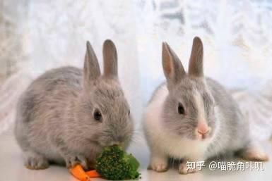 小兔子吃茭瓜好吗视频,美味探索之旅