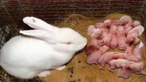 小兔子吃茭瓜好吗视频,美味探索之旅