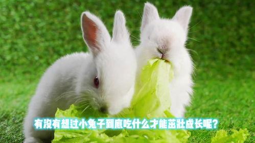 小兔子吃茭瓜好吗视频,美味探索之旅