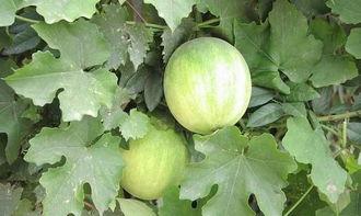 葫芦瓜能炮制着吃吗视频,解锁家常烹饪新技巧