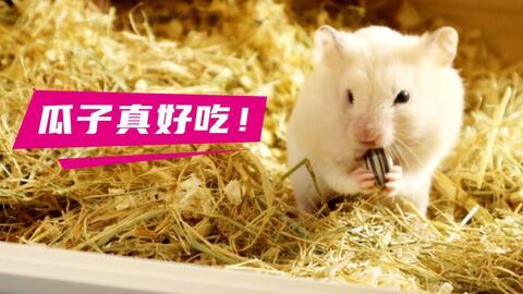 带你吃瓜仓鼠视频下载,揭秘萌宠视频背后的下载攻略