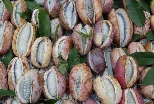 胖妹吃八月瓜视频,美味与挑战并存！