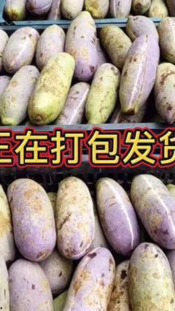 胖妹吃八月瓜视频,美味与挑战并存！