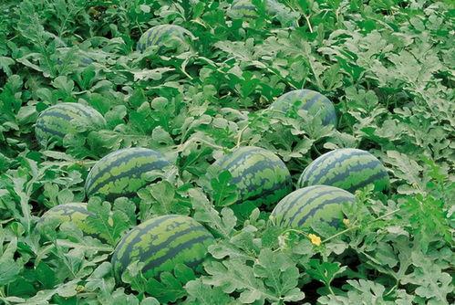 农村虎丫吃瓜视频大全下载,趣味横生的乡村生活瞬间