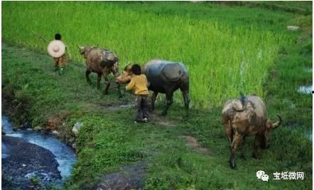 农村虎丫吃瓜视频大全下载,趣味横生的乡村生活瞬间