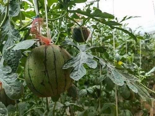 洛阳大姐吃瓜视频,揭秘街头美食背后的故事