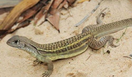 蜥蜴印度吃瓜视频,一场奇妙的自然奇观