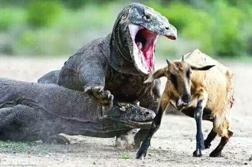 蜥蜴印度吃瓜视频,一场奇妙的自然奇观