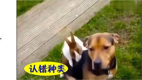 吃瓜搞怪配音视频,吃瓜群众变身喜剧大师