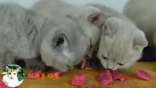 小猫吃瓜会闹肚子吗视频,揭秘猫咪饮食禁忌