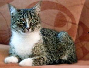 小猫吃瓜会闹肚子吗视频,揭秘猫咪饮食禁忌