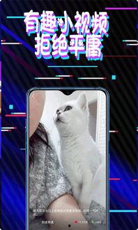 吃瓜看猫咪视频软件免费,免费畅享猫咪萌态，尽在吃瓜看猫神器