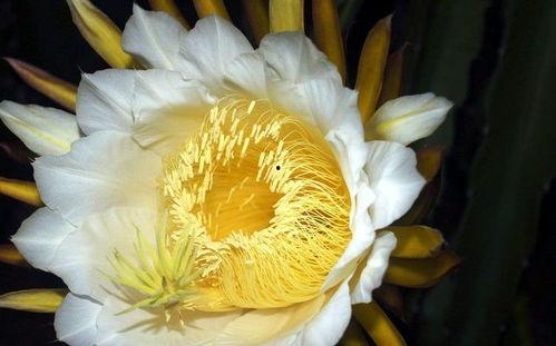 吃瓜霸王花视频大全最新,揭秘热门视频背后的趣味故事