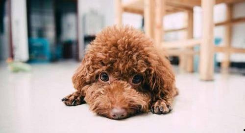 泰迪可以吃大瓜么吗视频,宠物美食新体验