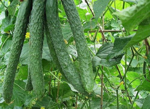 吊瓜可以天天吃嘛视频,每日享用，健康生活新选择